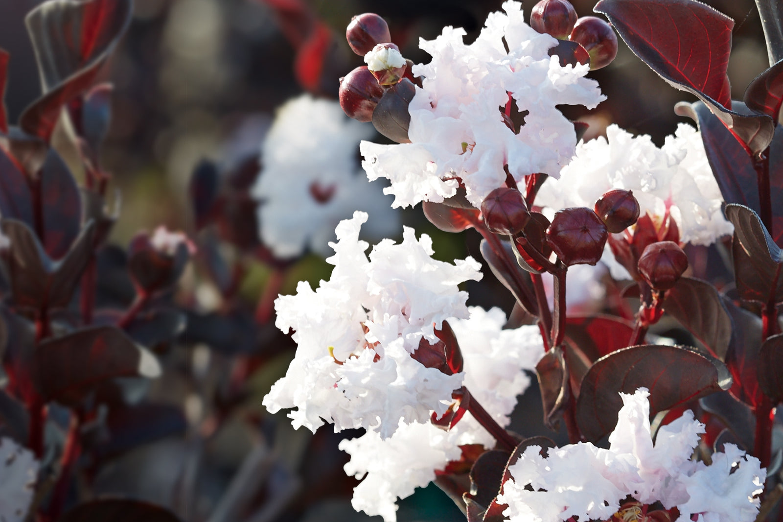 Crepe Myrtle Diamonds in the Dark Pure White (Lagerstroemia) - Ladybird Nursery
