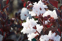 Crepe Myrtle Diamonds in the Dark Pure White (Lagerstroemia)