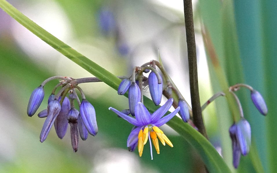 Flax Lily (Dianella Explorer™)
