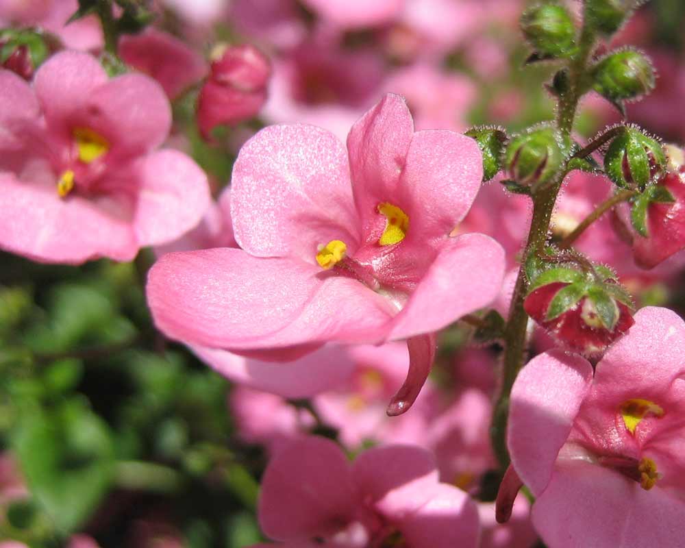 Twinspur Dancer (Diascia Little) - Ladybird Nursery