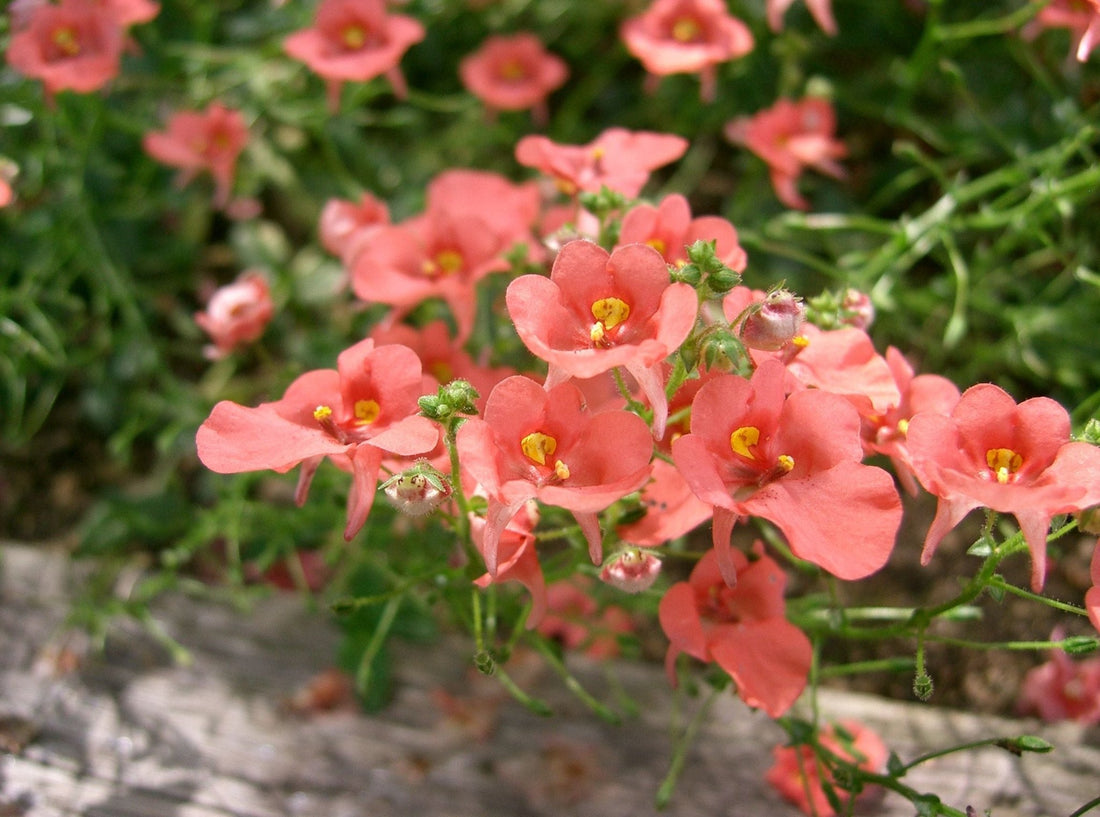 Twinspur Orange (Diascia Crush) - Ladybird Nursery