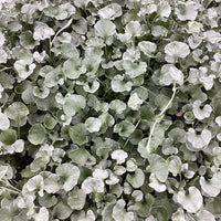 Dichondra Silver Surfer (Dichondra argentea)