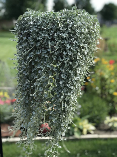 Dichondra Silver Surfer (Dichondra argentea)
