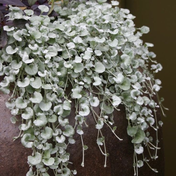 Dichondra ‘Silver Falls’ - Large - Ladybird Nursery