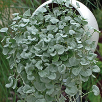 Dichondra ‘Silver Falls’ - Large - Ladybird Nursery
