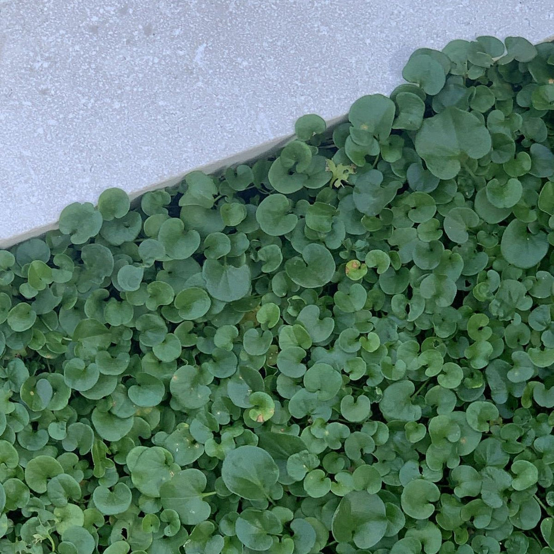 Kidney Weed (Dichondra repens) - Ladybird Nursery