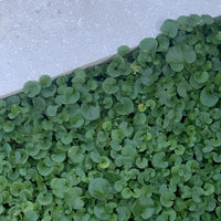 Kidney Weed (Dichondra repens) - Ladybird Nursery