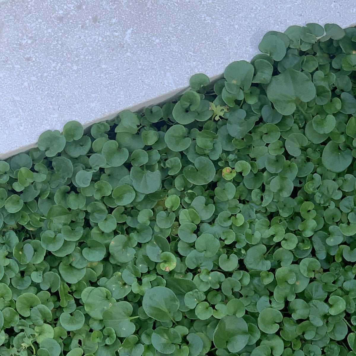 Kidney Weed (Dichondra repens) - Ladybird Nursery