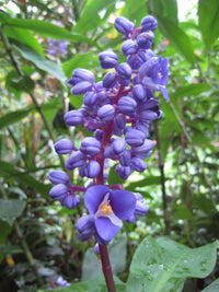 Blue Ginger (Dichorisandra thyrsiflora) - Ladybird Nursery