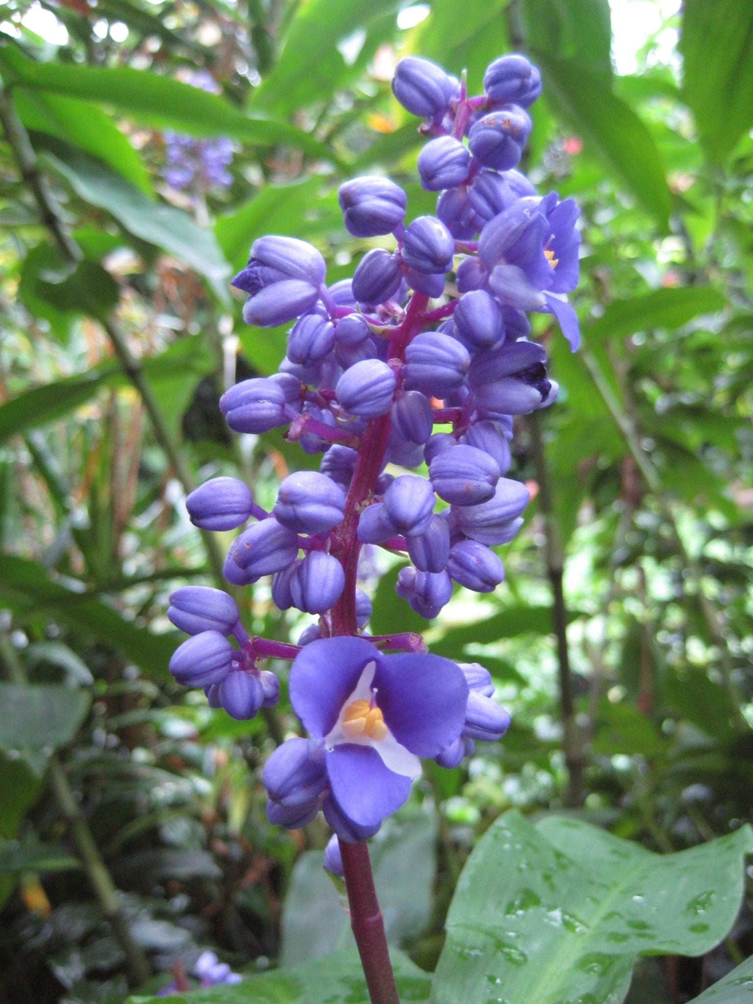 Blue Ginger (Dichorisandra thyrsiflora) - Ladybird Nursery
