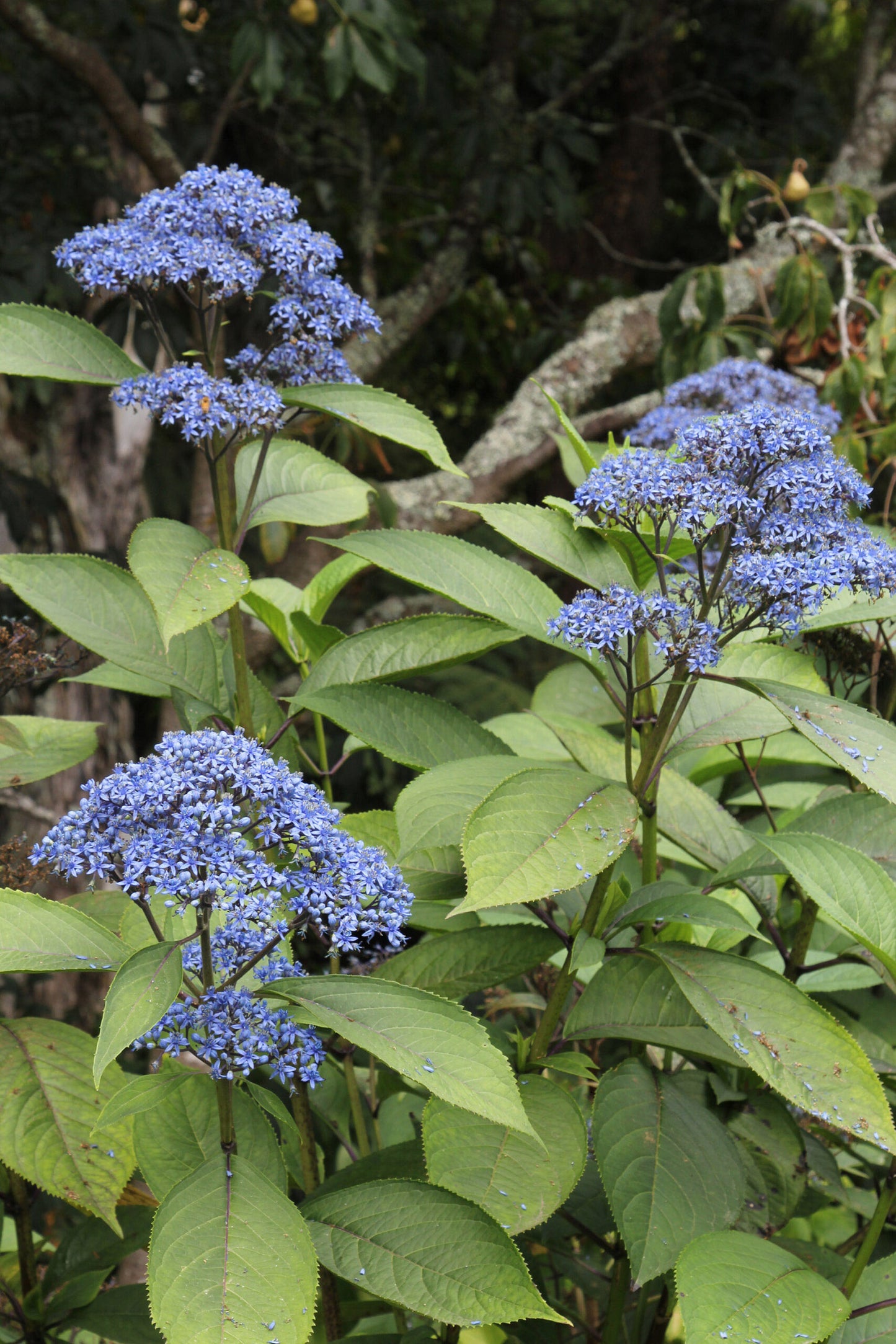 Evergreen Hydrangea (Dichroa versicolor)