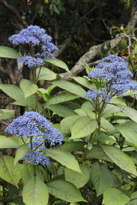 Evergreen Hydrangea (Dichroa versicolor)