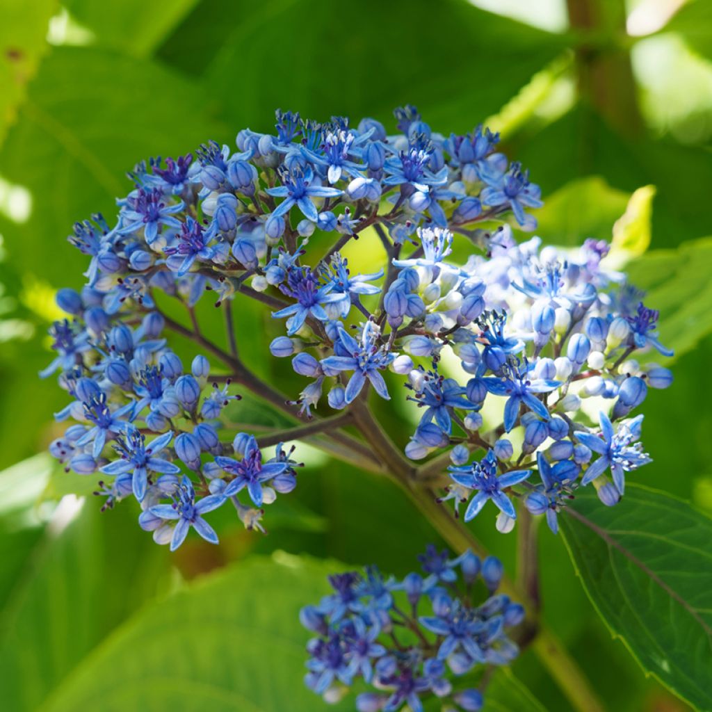 Evergreen Hydrangea (Dichroa versicolor)