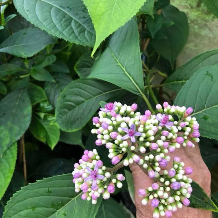 Evergreen Hydrangea (Dichroa versicolor)