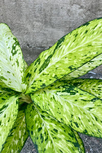 Dieffenbachia 'Bright Star' - Ladybird Nursery