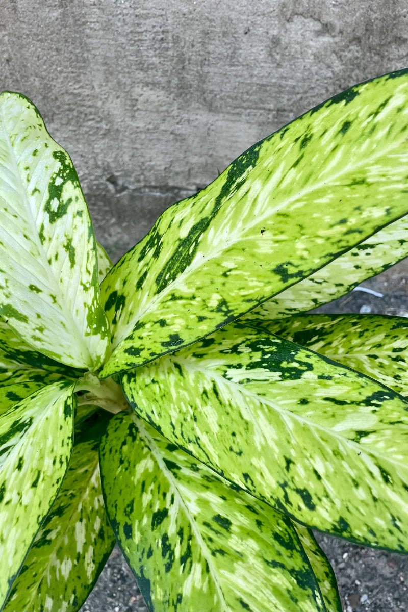Dieffenbachia 'Bright Star' - Ladybird Nursery