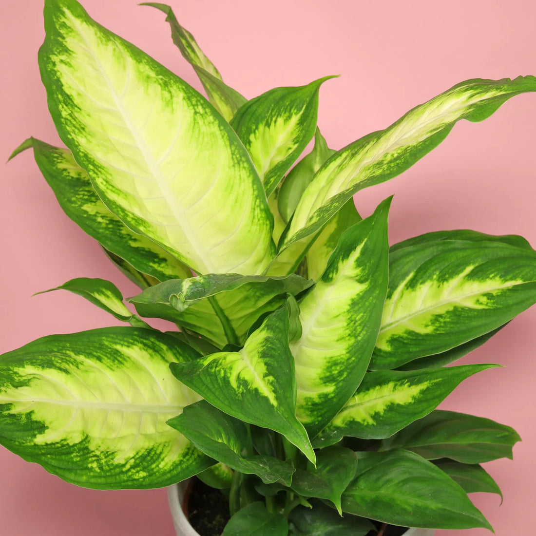 Dieffenbachia 'Camille' - Ladybird Nursery