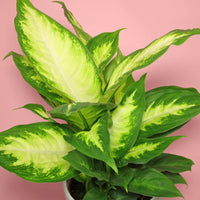Dieffenbachia 'Camille' - Ladybird Nursery