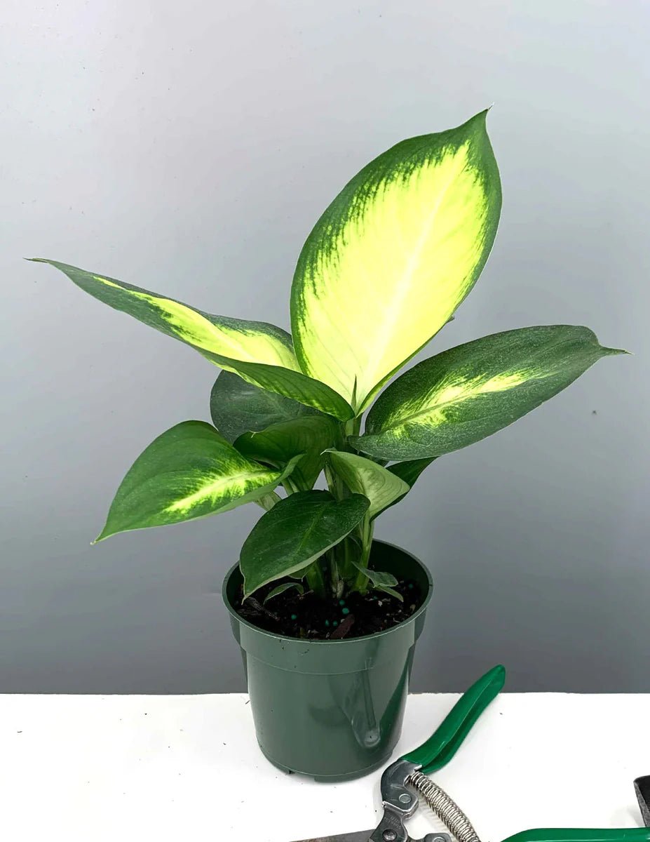 Dieffenbachia ‘Tropic Marianne’ (Dieffenbachia seguine) 140mm Pot - Ladybird Nursery