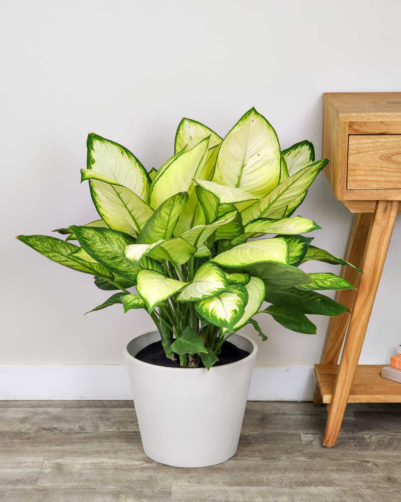 Dieffenbachia ‘Tropic Marianne’ (Dieffenbachia seguine) 140mm Pot - Ladybird Nursery