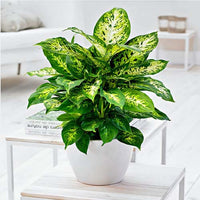 Dieffenbachia 'Compacta' - Ladybird Nursery