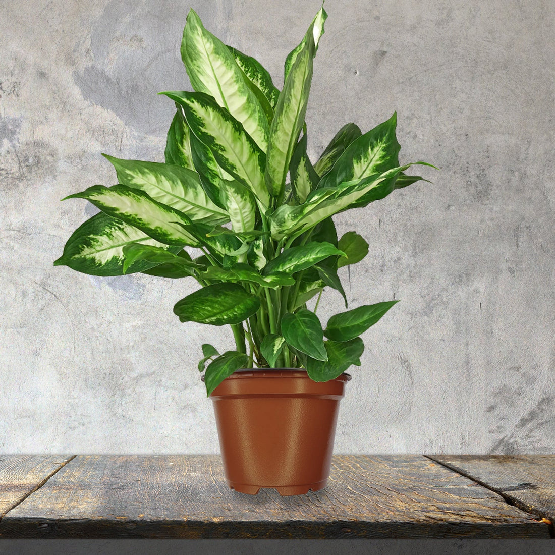 Dieffenbachia 'Camille' - Ladybird Nursery