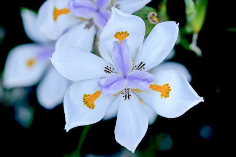 Wild Iris (Dietes grandiflora) - Ladybird Nursery