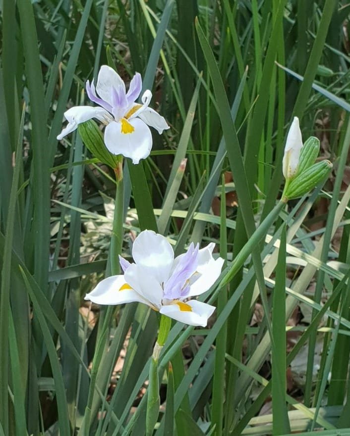 Wild Iris (Dietes grandiflora) - Ladybird Nursery