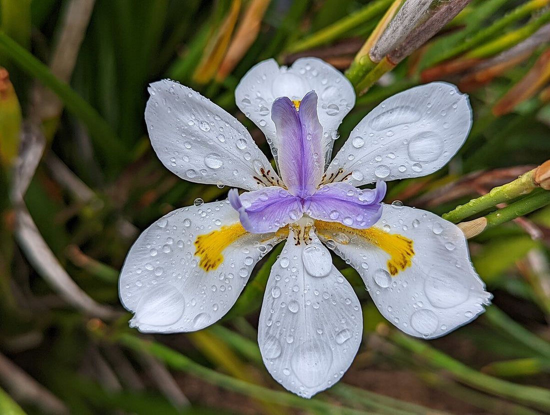 Wild Iris DI3 BANANA SPLIT™ (Dietes grandiflora) - Ladybird Nursery