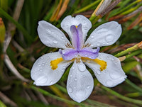 Wild Iris DI3 BANANA SPLIT™ (Dietes grandiflora)