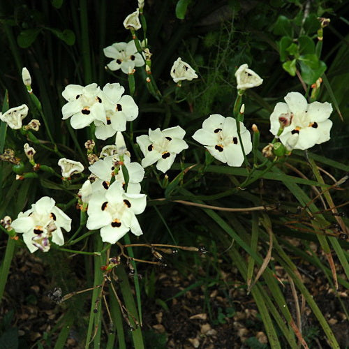 African Iris (Dietes bicolor)