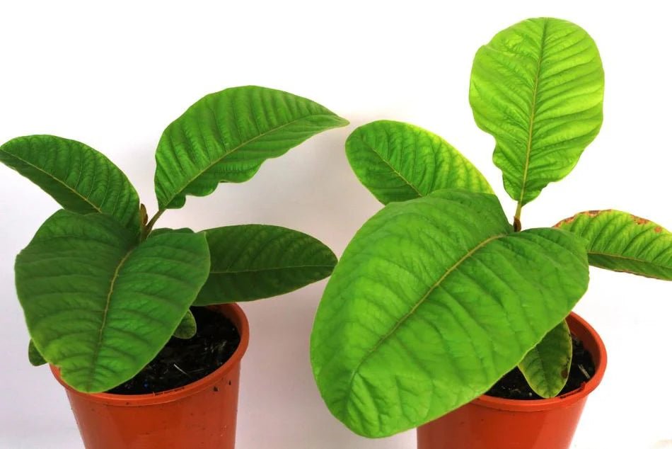 Native Tamarind Diploglottis australis - Large Leaved Tamarind Fruit Tree – Buy Now ...