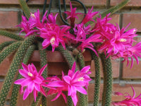 Rat Tail Cactus (Disocactus flagelliformis)