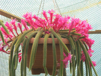 Rat Tail Cactus (Disocactus flagelliformis) - Ladybird Nursery