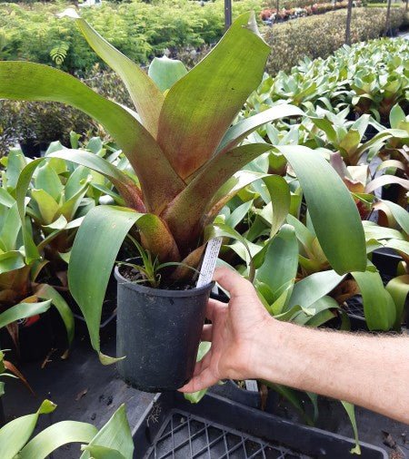 Imperial Bromeliad Divine Plum (Alcantarea imperialis) - Ladybird Nursery