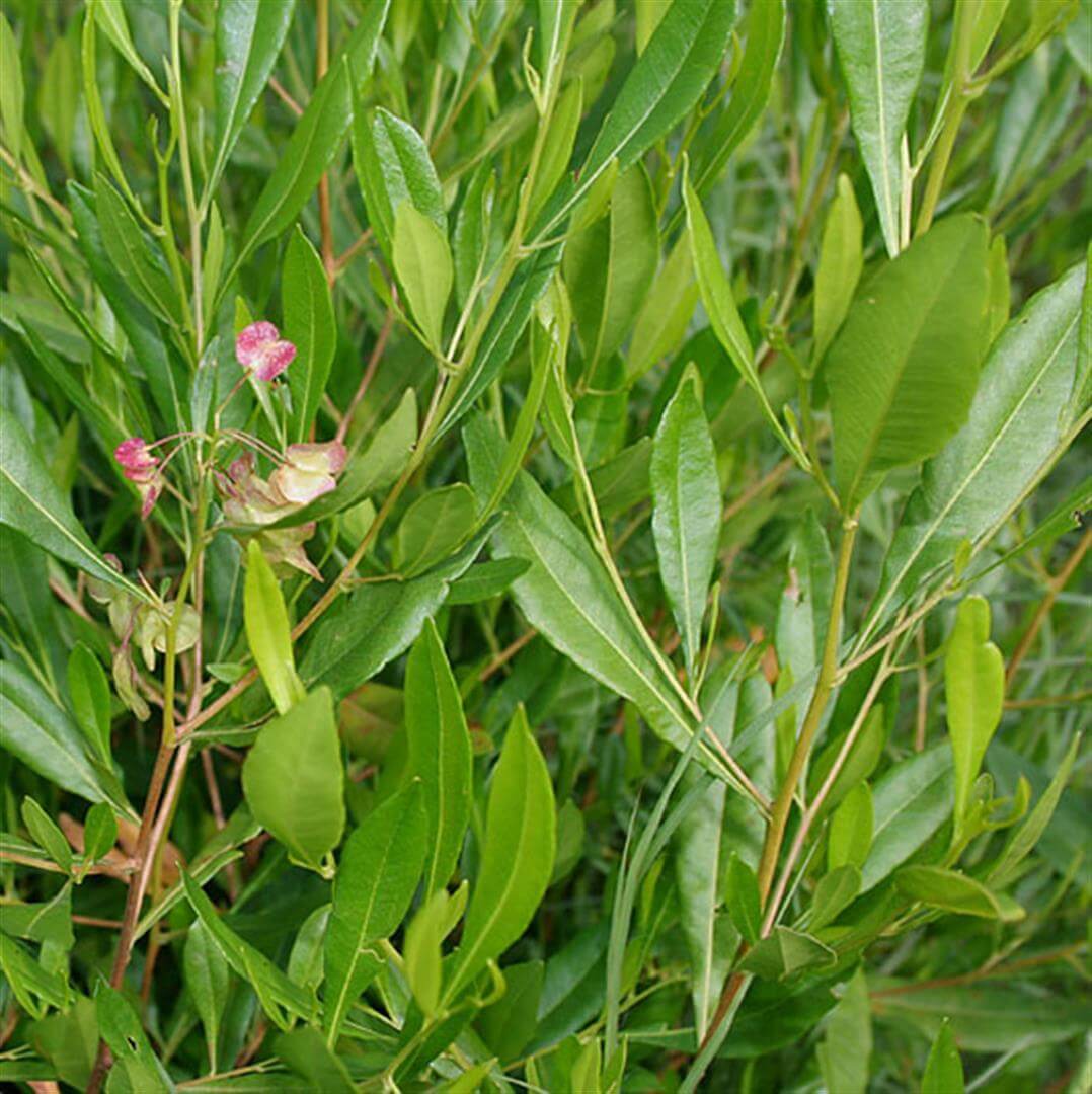 Hop Bush (Dodonaea viscosa) - Ladybird Nursery