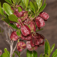Hop Bush (Dodonaea viscosa)