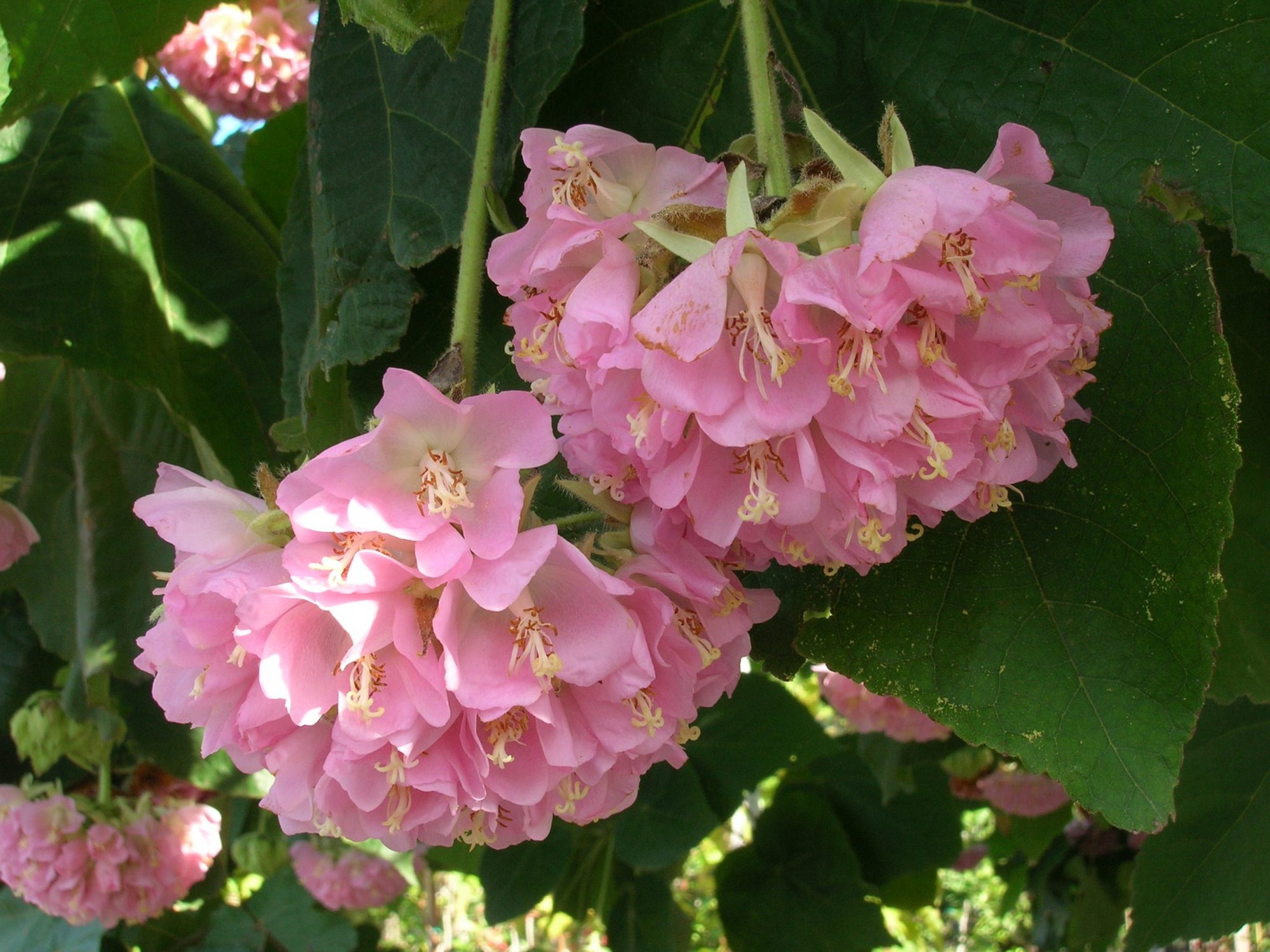Tropical Hydrangea Pink (Dombeya wallichii) - Ladybird Nursery