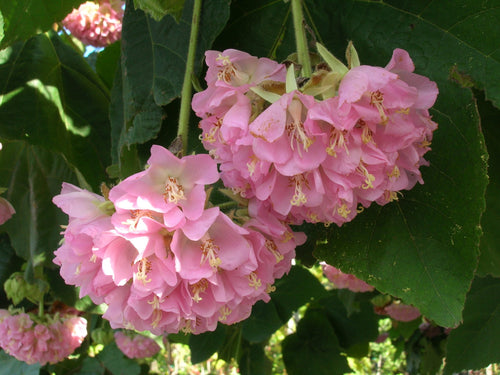 Tropical Hydrangea Pink (Dombeya wallichii) - Ladybird Nursery