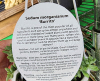 Donkey Tails Succulent Hangers