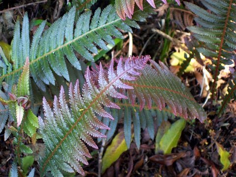 Rasp Fern (Doodia aspera) - Ladybird Nursery