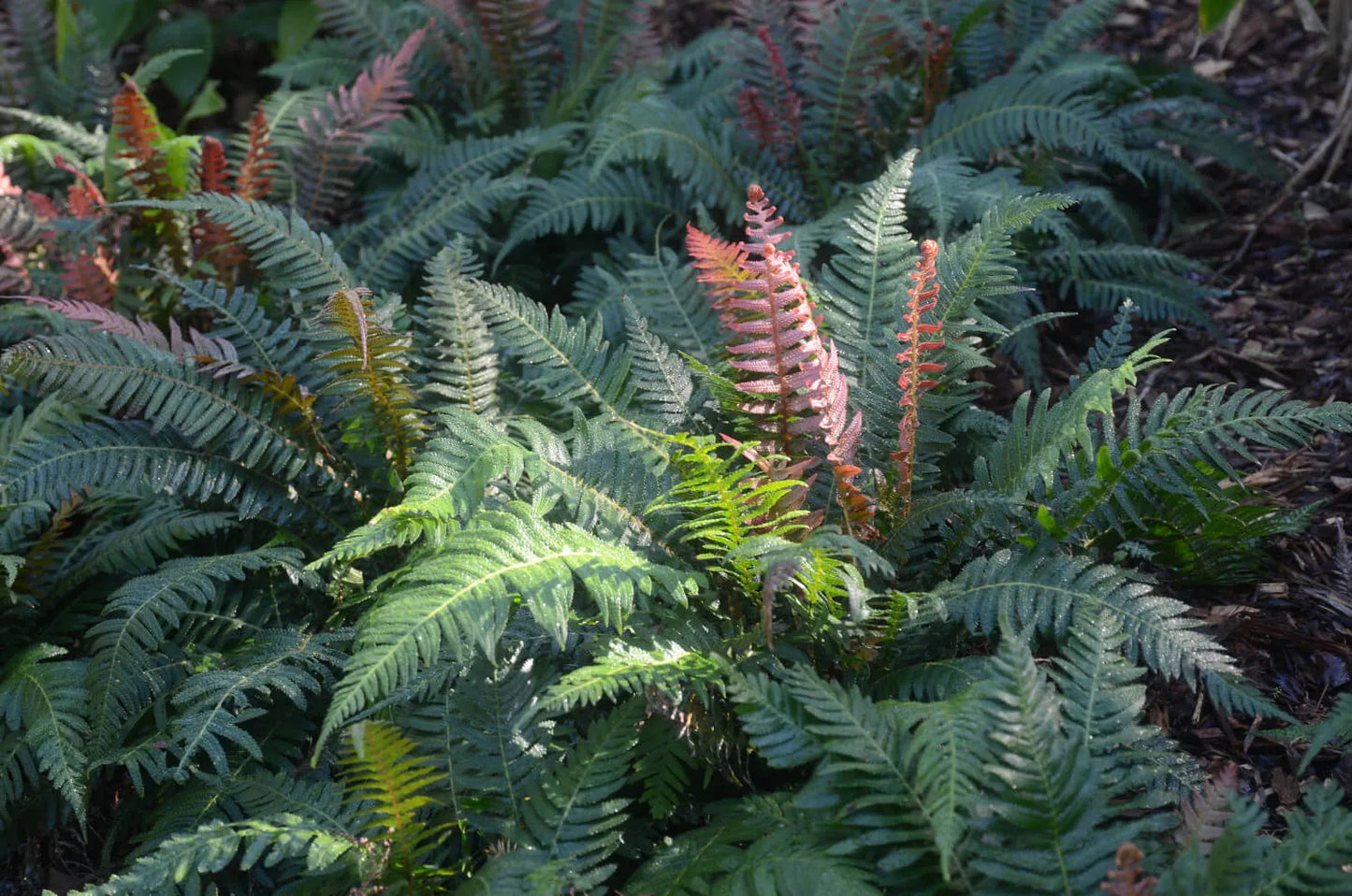 Rasp Fern (Doodia aspera)