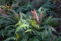 Rasp Fern (Doodia aspera) - Ladybird Nursery