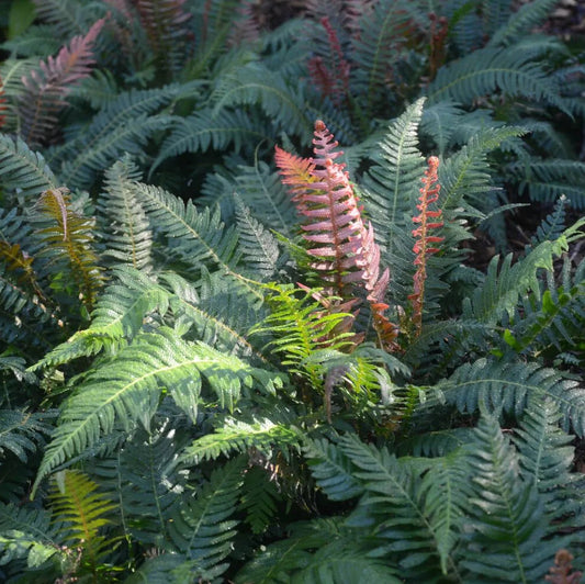 Rasp Fern (Doodia aspera) - Ladybird Nursery