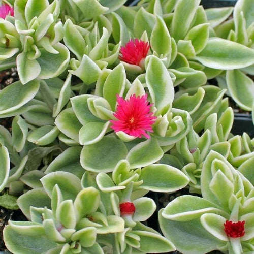 Dorotheanthus Bellidiformis 'Mezoo'