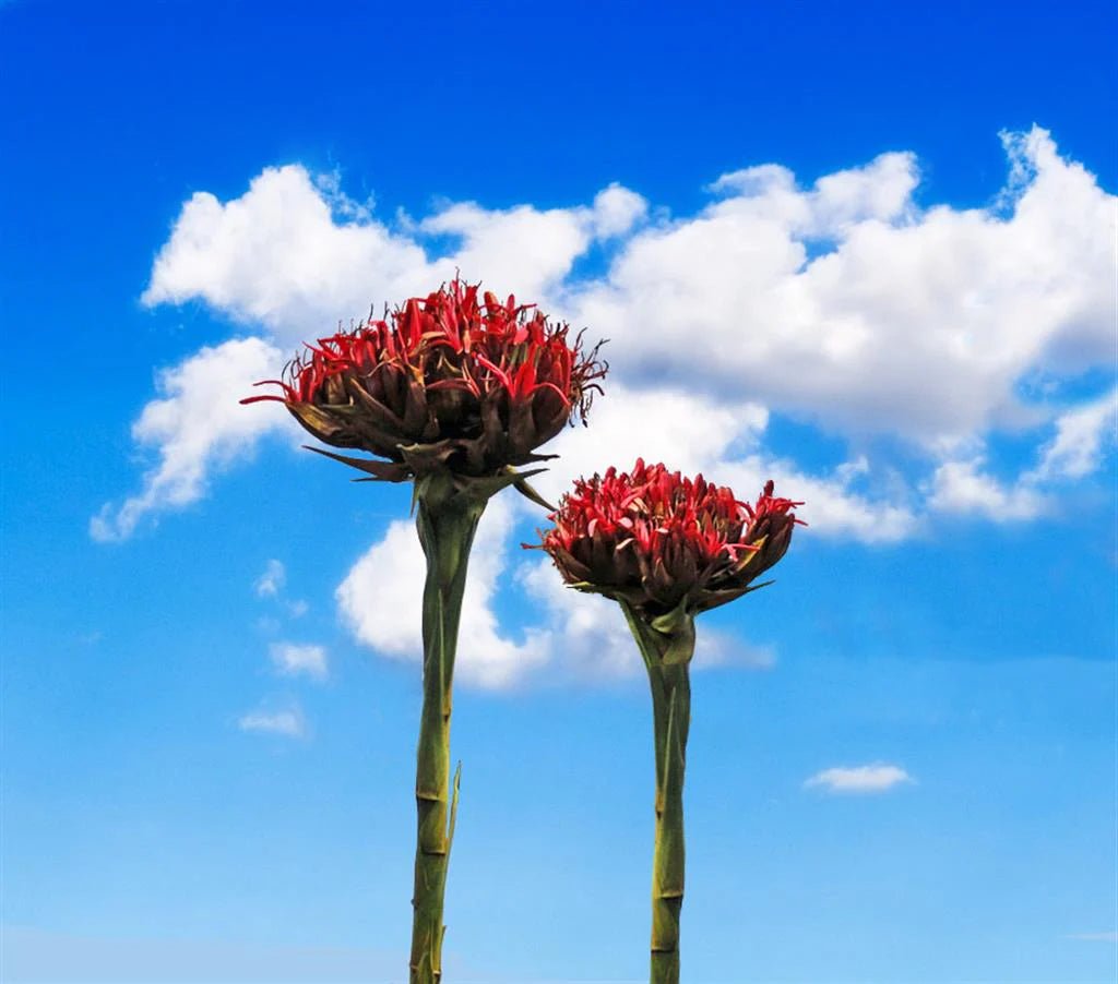 Gymea Lily (Doryanthes excelsa) - Ladybird Nursery