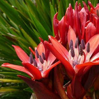 Spear Lily (Doryanthes palmeri)