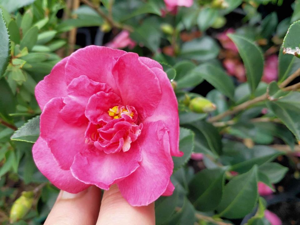 Double Pink Camelia flowering shrub