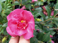 Double Pink Camelia flowering shrub