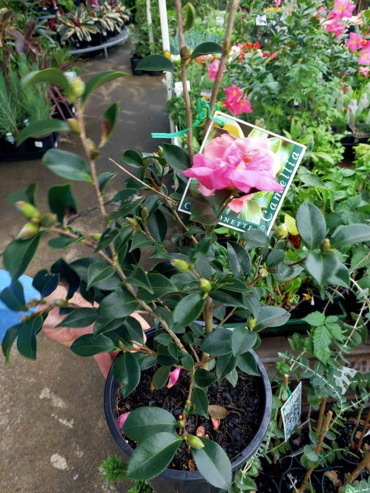 Double Pink Camelia flowering shrub